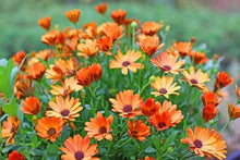 African Daisy Seeds - 200+ Pack - Arctotis Variety - Garden Planting - USA Grown - Free Shipping
