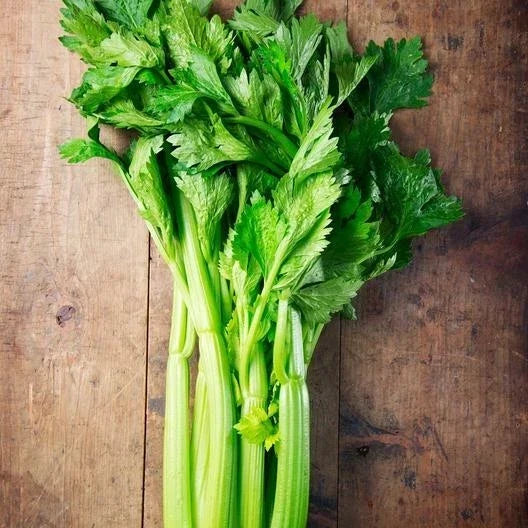 Utah Celery Seeds - 3000 Non-GMO Apium graveolens for Home Garden, Urban Farming, Full Sun, Well-Drained Soil