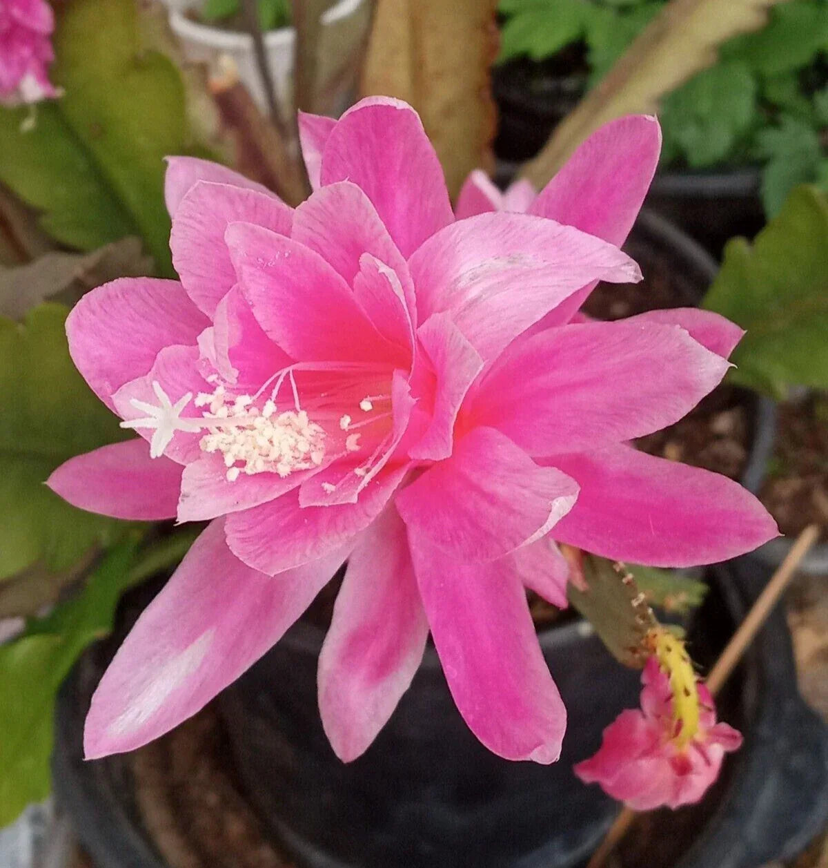 Rare Orchid Cactus Cutting – Epiphyllum oxypetalum, Exotic Indoor Succulent, Unique Flowering Cactus, 6-Inch Live Plant