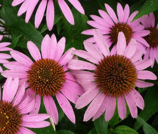Purple Coneflower Seeds Bulk - Echinacea Purpurea - 2000 Seeds for Gardening & Landscaping