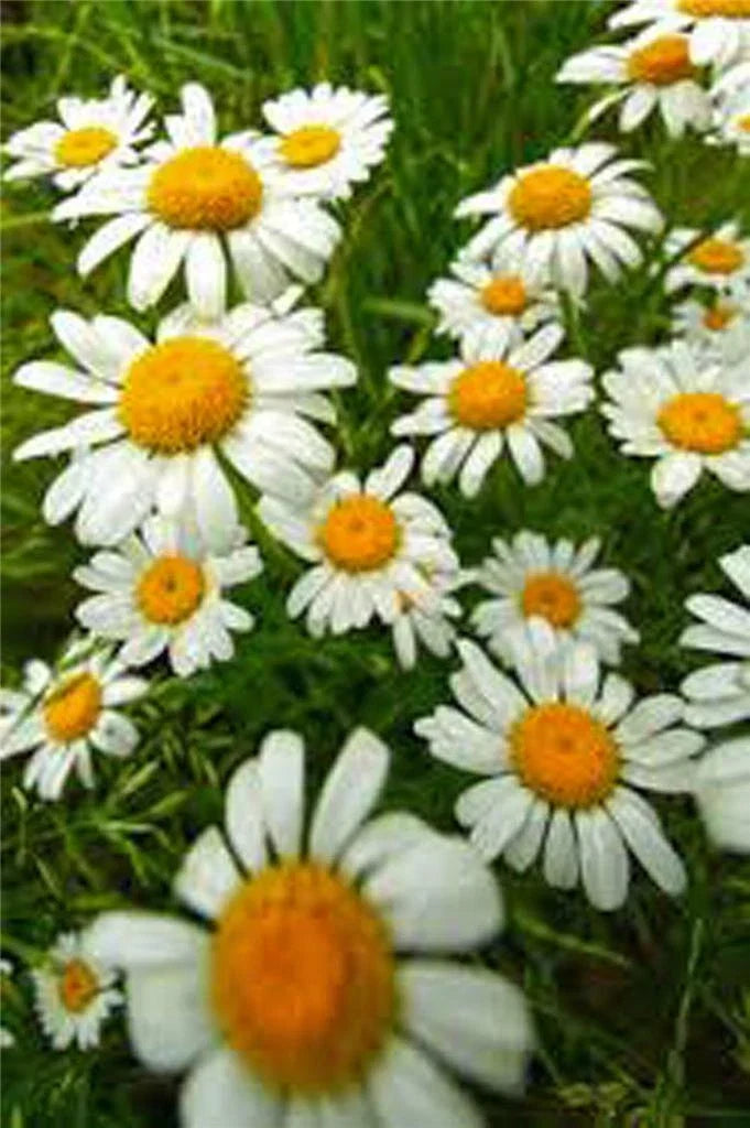 German Chamomile Seeds - Heirloom, NON-GMO, 1000+ Seeds, Matricaria chamomilla, Herbal Tea Garden, Pollinator-Friendly