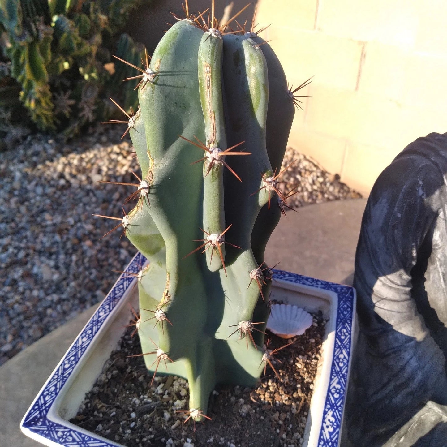 Blue Cereus Monstrose Cutting - 12" Succulent Plant, Unique Twisted Shape, Drought Tolerant, Indoor & Outdoor Cactus, Cereus peruvianus
