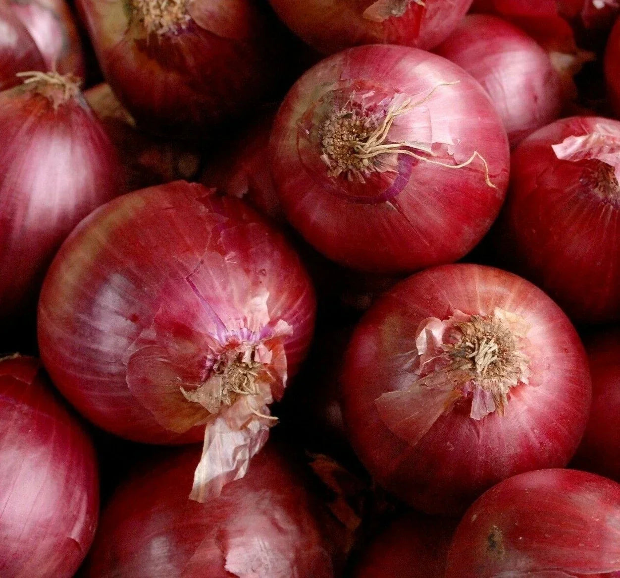 Red Creole Onion Seeds 200+ Allium cepa Short Day Vegetable Garden Bulb-Forming