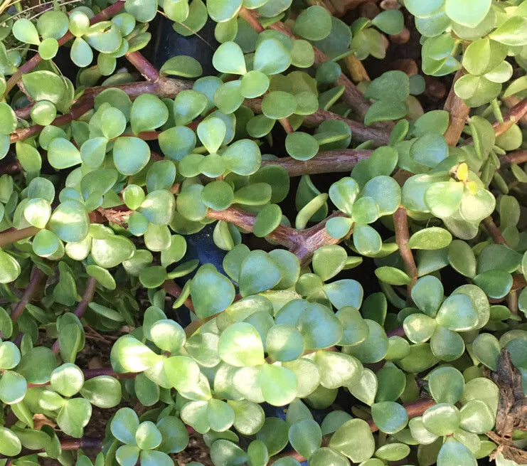20 Portulacaria Afra Elephant Bush Succulent Cuttings – Dwarf Jade Plant, 6 Inches, Hardy, Low Maintenance