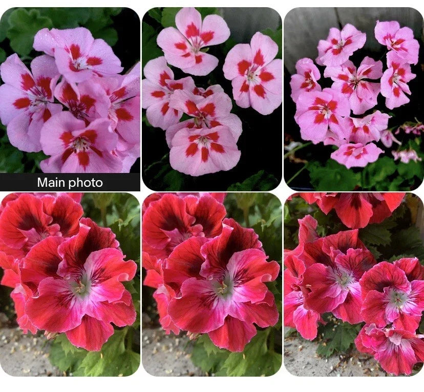 Rare Geranium Plants Set of 2 – 8-10 Inch Tall Pelargonium spp. for Indoor & Outdoor Gardens