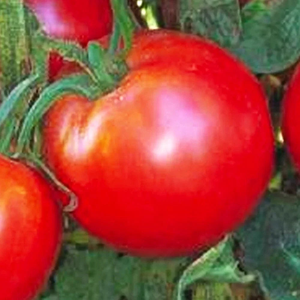 Bradley Tomato Seeds - Non-GMO Heirloom Vegetable Seeds for Home Garden, Solanum lycopersicum