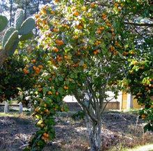 Tejocote Manzanita Hawthorn Seeds - 5+ Berry Tree Little Apple - Crataegus mexicana