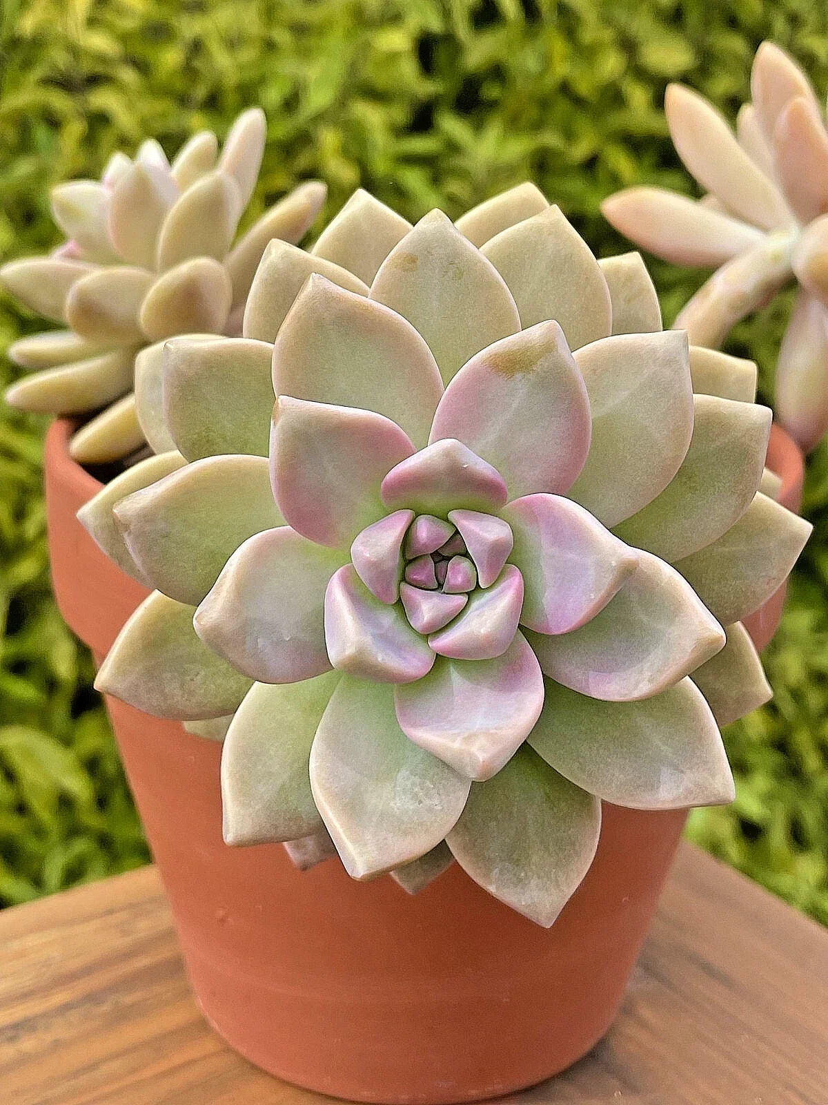 Graptosedum Ghosty Succulent Cutting - 3-Inch Live Plant - Unique Ghostly Cactus for Indoor Decor & Gardening