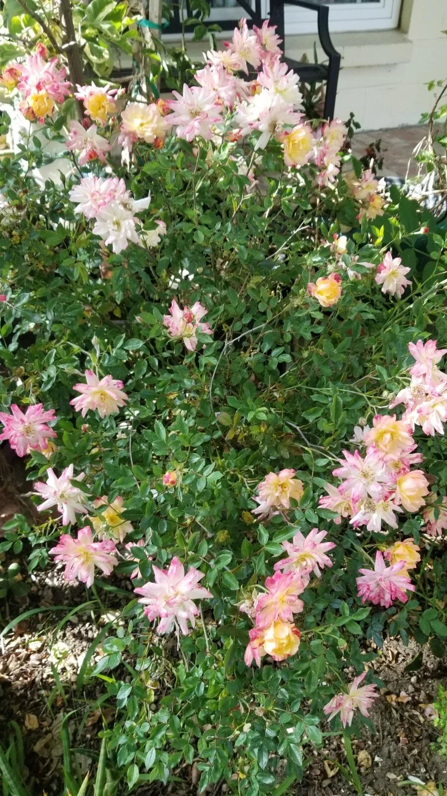 Confetti Miniature Rose Cuttings - 3 Live Fresh Rosa 'Confetti' Plant Clippings for Garden or Container