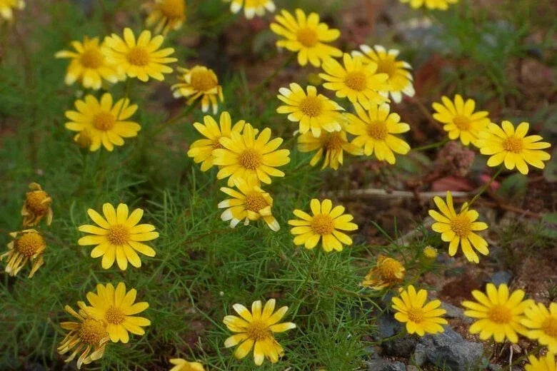 Dahlberg Daisy Seeds - 200+ Count - Thymophylla Tenuiloba - Annual Yellow Flowers