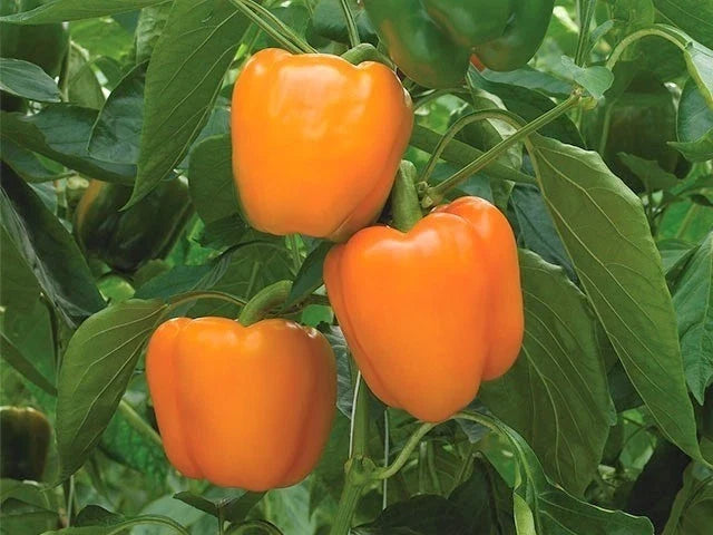 Orange Sun Sweet Bell Pepper Seeds – Heirloom, Non-GMO, Capsicum annuum, Bright Orange, Full Sun, Easy to Grow