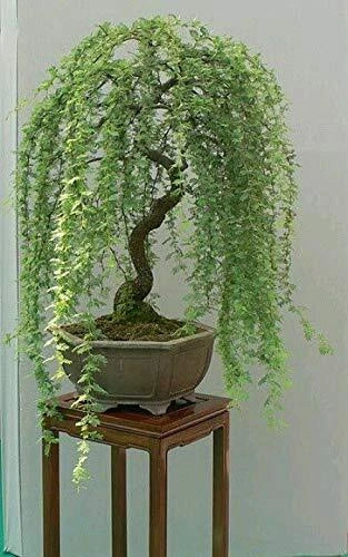 Bonsai Tree Cutting - Weeping Willow Dwarf Bonsai with Thick Trunk (Salix babylonica)