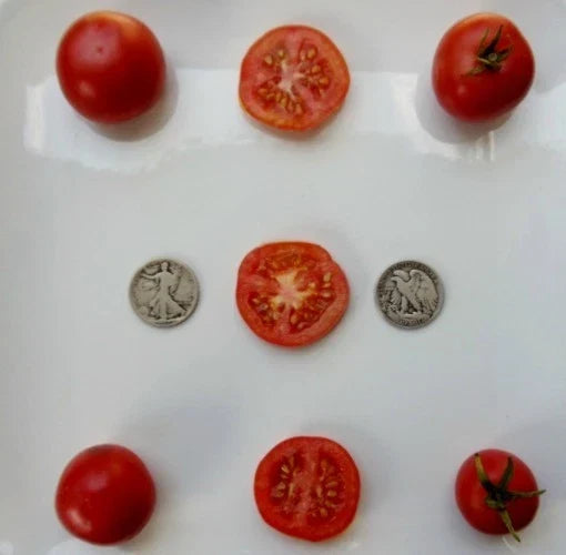Oregon Spring Tomato Seeds - Pack of 25 - Early-Ripening Solanum lycopersicum for Home Gardens, Containers, & Raised Beds