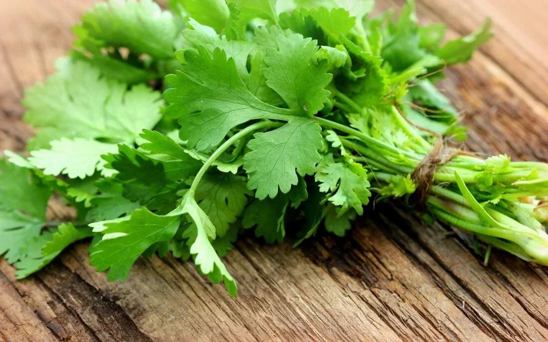 Cilantro Herb Seeds - 10 Fresh Non-GMO Seeds - Coriandrum sativum - Free USA Shipping