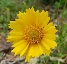Lance Leaf Coreopsis Seeds | 25 Count | Coreopsis Lanceolata | Florida Native Eco-type