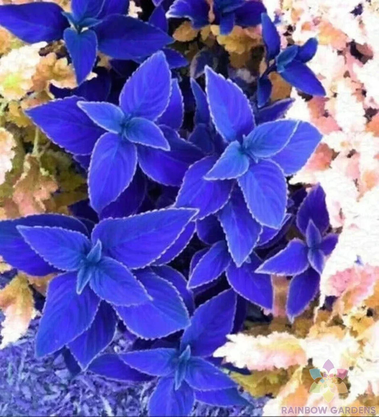 Coleus Seeds - 25+ Blue Variety for Garden Planting | Coleus blumei