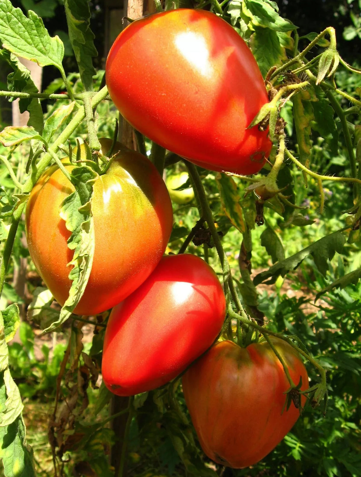 Pink Oxheart Tomato Seeds - 30 Non-GMO Heirloom Organic Seeds for Slicing & Salads Solanum lycopersicum