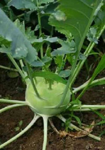 White Viena Kohlrabi Seeds – Organic Brassica oleracea Vegetable Seeds for Home Garden Planting, 300+ Seeds