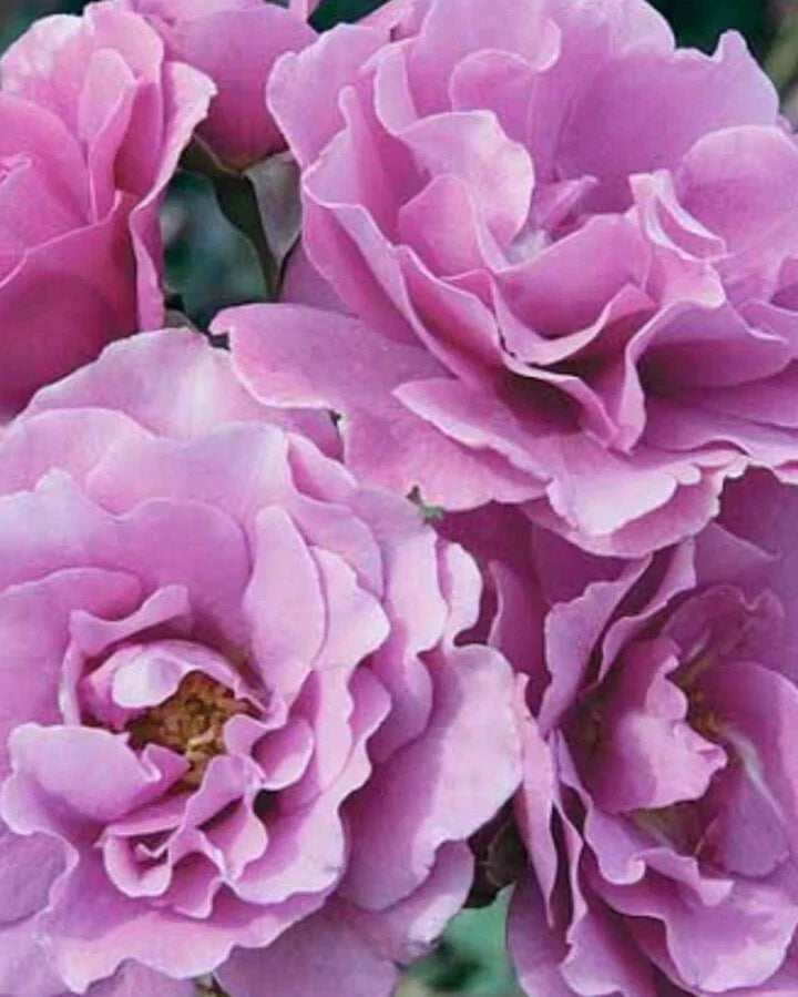 Angel Face Rose Cuttings - 5 Unrooted Rosa 'Angel Face' Shrub for Fragrant Pink Flowers, Garden, Borders, Containers