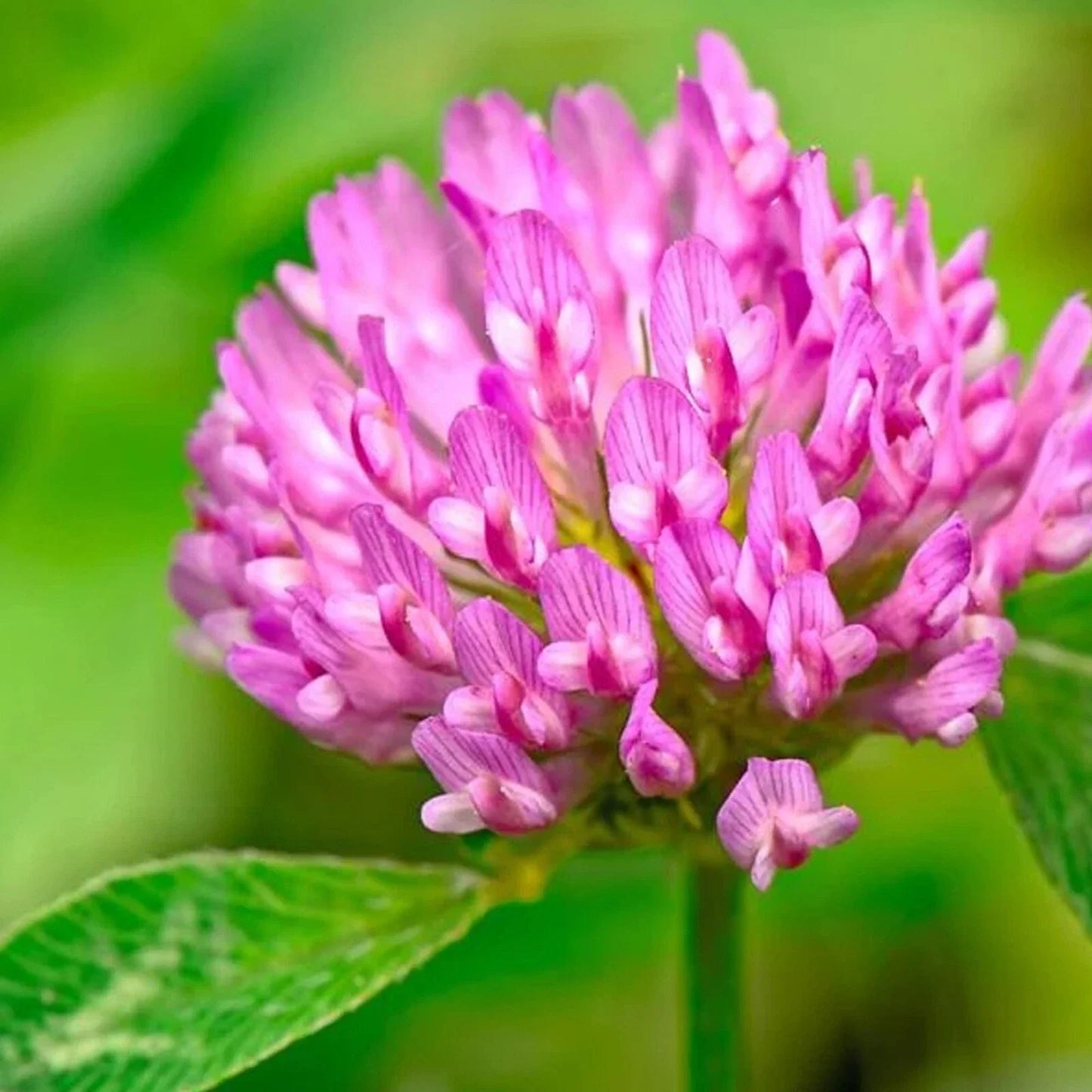 Medium Red Clover Cover Crop Seeds - Non-GMO, Inoculated, Trifolium pratense, Heirloom, Soil Fertility, Erosion Control