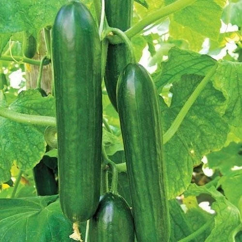 Ashley Long Cucumber Seeds - Heirloom, Organic, Non-GMO, Cucumis sativus, Long, Dark Green, Vining Seed Packet