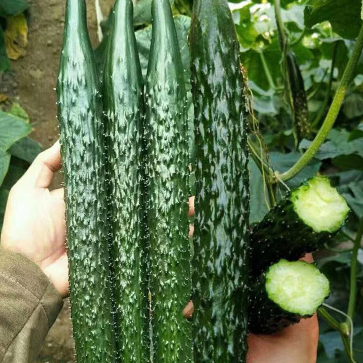 60pcs Asian Suyo Long Cucumber Seeds - Heirloom Non-GMO Cucumis sativus