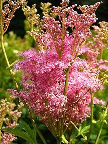Queen of The Prairie Seeds - 40 Count - Pink Meadowsweet Filipendula Rubra