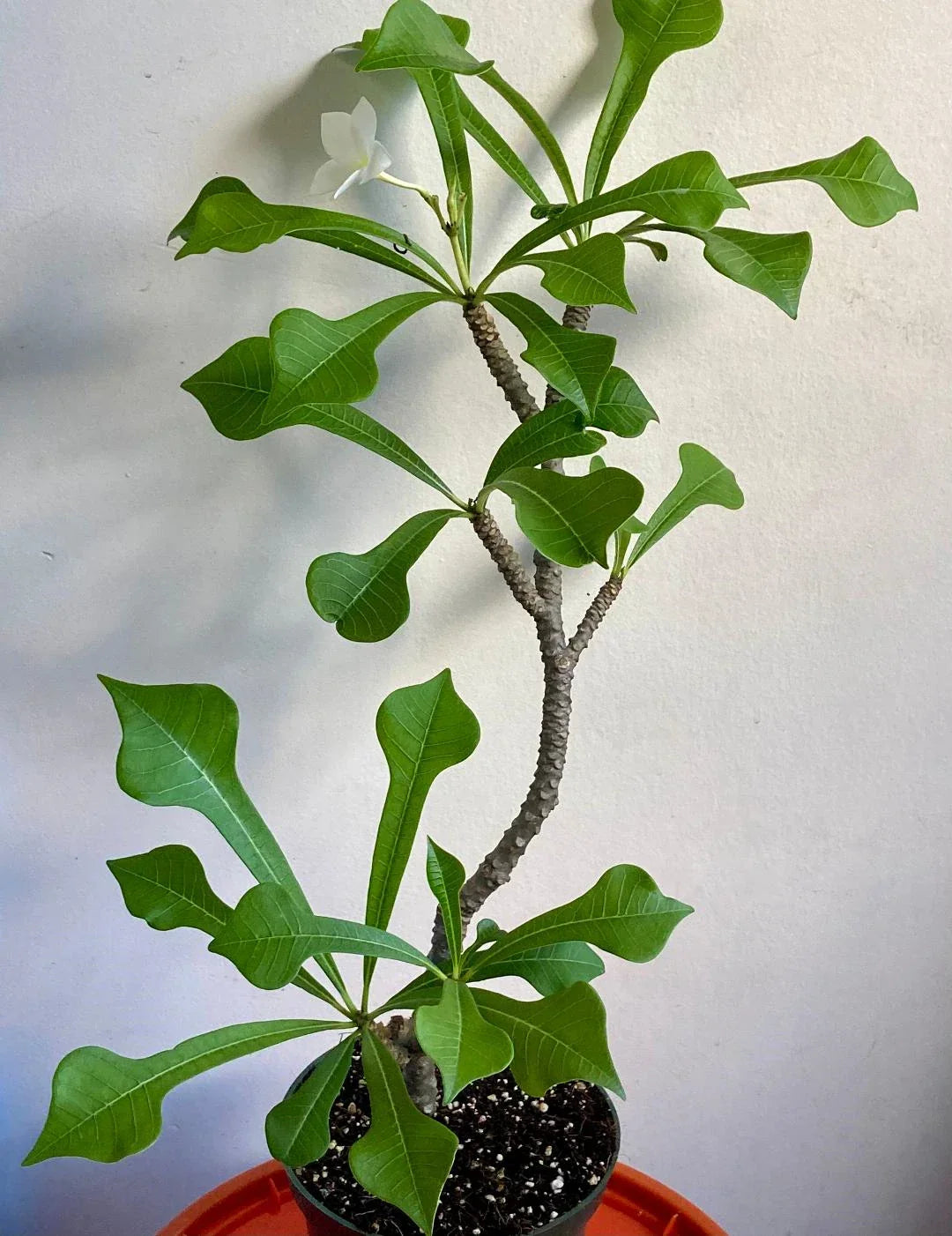Plumeria Pudica Bare Root Cutting - 6-Inch Tropical White Flowering Specimen for Garden or Indoor Planting