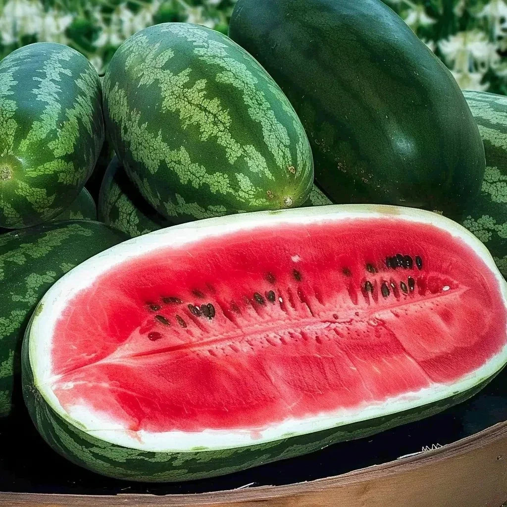 Congo Watermelon Seeds - Organic Heirloom Citrullus lanatus - Large, Non-GMO, Juicy, Sweet Watermelon Seeds for Garden Planting