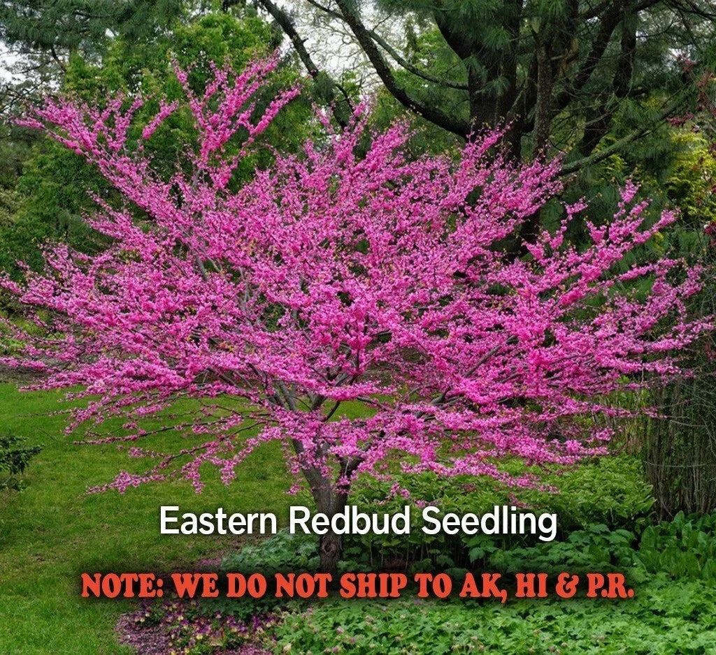 Eastern Redbud Tree in Quart Pot - Cercis canadensis - Flowering Ornamental Deciduous Tree for Gardens