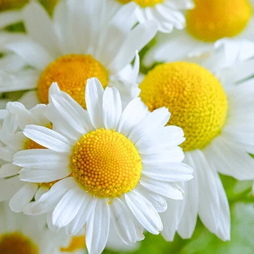 German Chamomile Seeds 2,500 Heirloom Non-GMO Matricaria chamomilla for Herbal Garden, Tea & Remedies