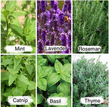 Culinary Herb Seeds Pack, 2525 Seeds, Mint, Lavender, Thyme, Rosemary, Aromatic Herbs for Cooking, Gardening