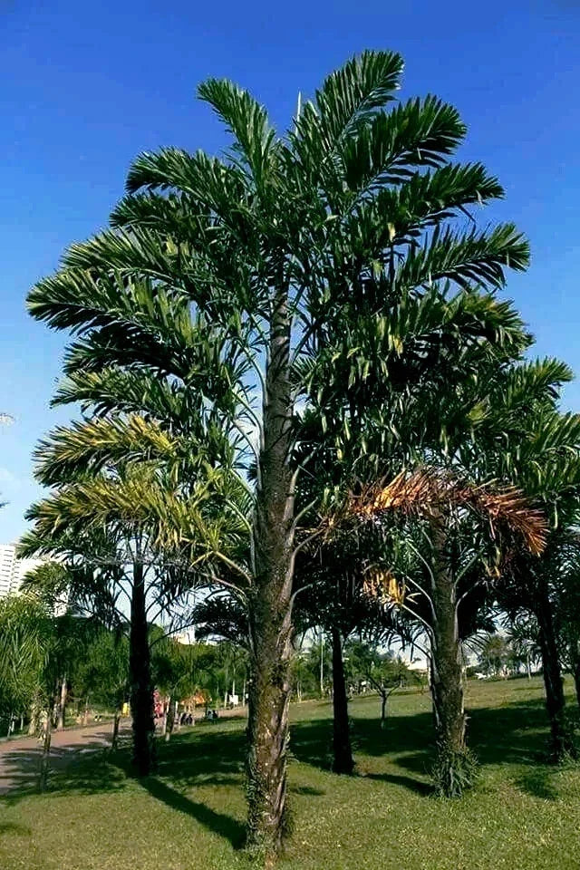 Fishtail Palm Tree Seeds - Rare Exotic Tropical Variety Wallichia disticha - Unique Fishtail Leaves Seed Pack