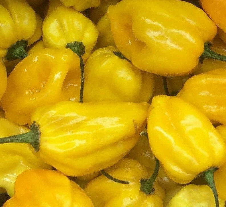 Lemon Habanero Hot Pepper Seeds – 20+ Capsicum chinense for Spicy Salsas & Sauces, Full Sun, High Yield