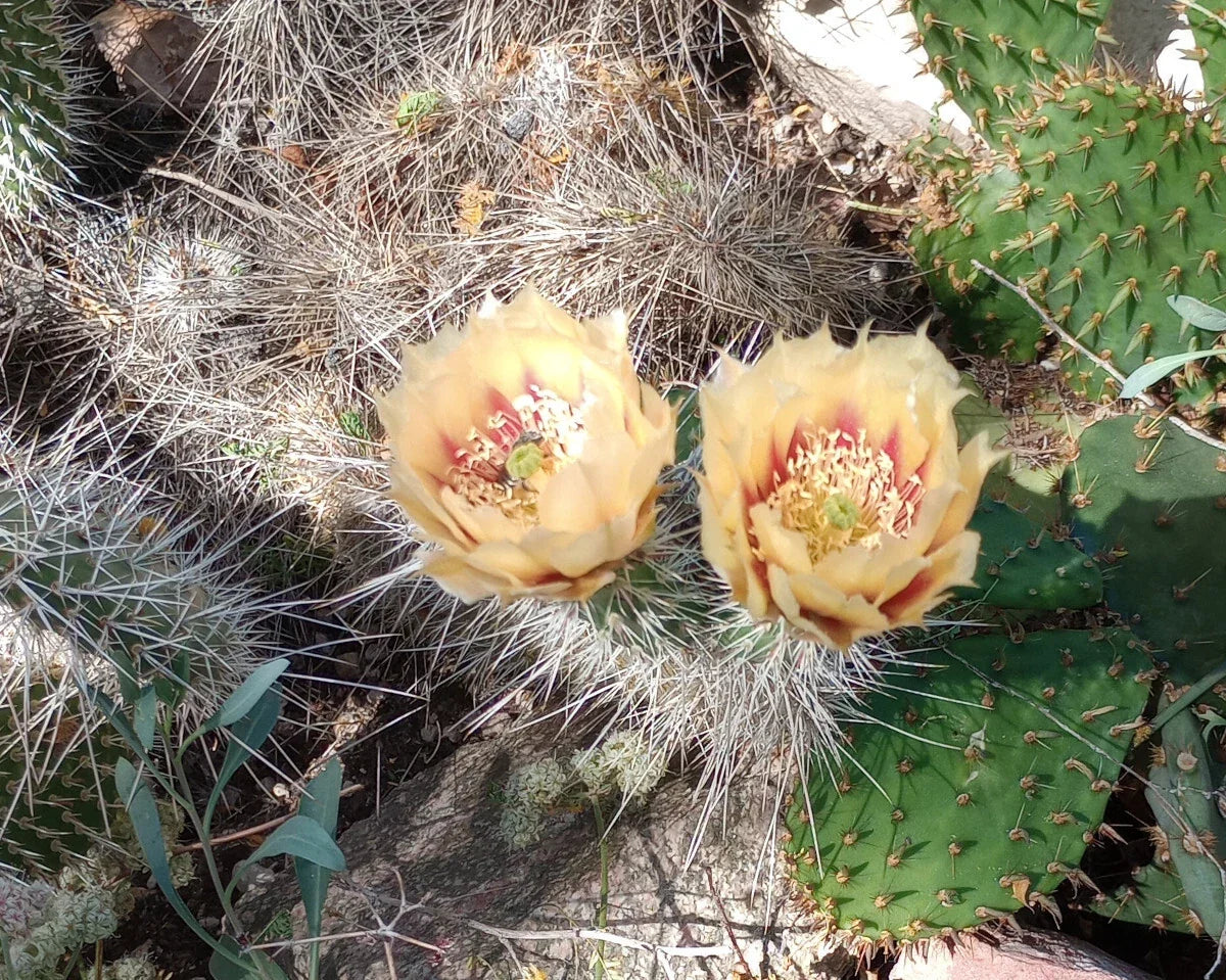 Opuntia erinacea Cactus Single Pad with Yellow Orange Flowers, Cold-Hardy Succulent for Garden or Indoor Use