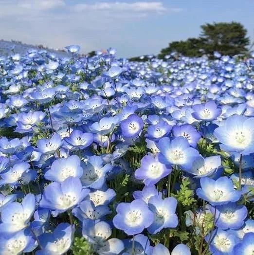 Baby Blue Eyes Seeds - 1000+ Count Wildflower Groundcover - Drought Tolerant Nemophila menziesii for Sunny Gardens