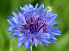 Bachelor's Buttons Seeds - 500 Blue Flowers - Bushy Variety - Centaurea cyanus - GroCo USA