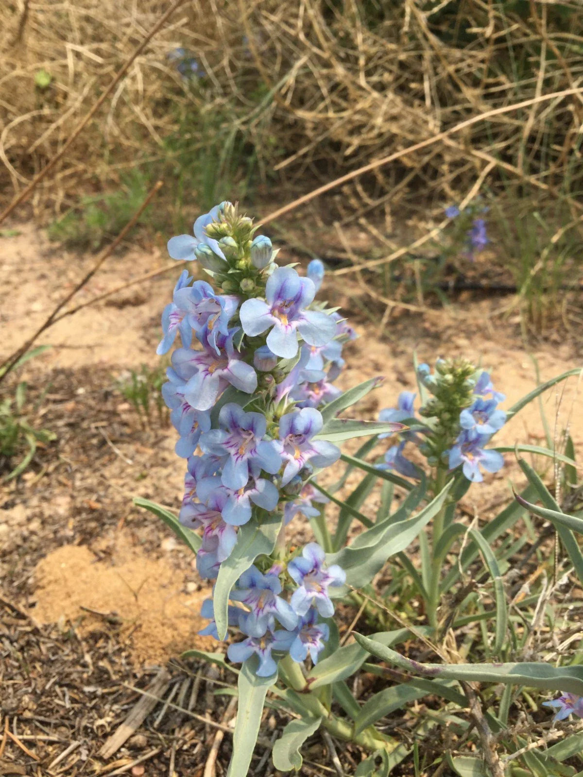Penstemon angustifolius Seeds | Native Drought-Tolerant Perennial Flowering Plant | Narrowleaf Beardtongue Seeds for Pollinator Gardens