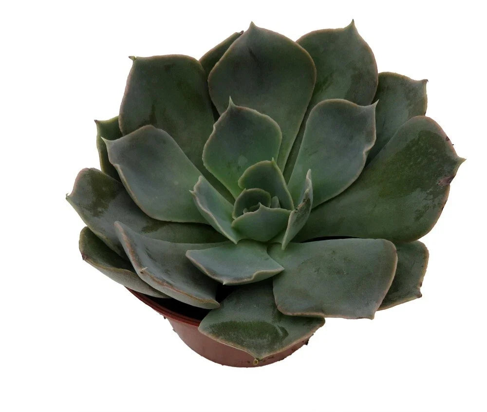 Truffles Succulent Plant, Echeveria shaviana, Live Seedling in 2.5" Pot, Rosette-Shaped Green Houseplant, Drought-Tolerant Succulent