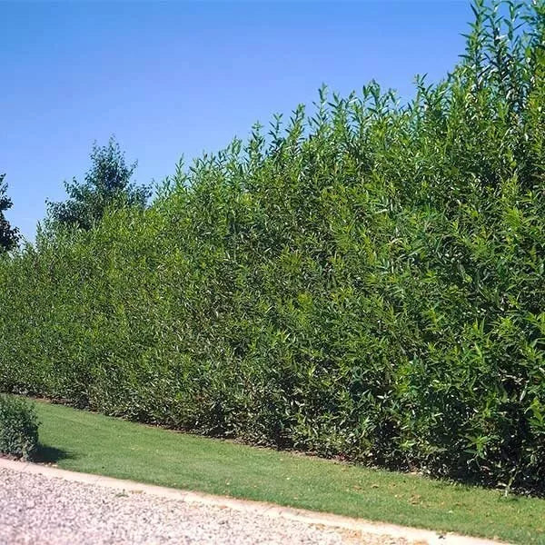 Aussie Willow Trees - Fast Growing Privacy & Windbreak Tree - Salix babylonica