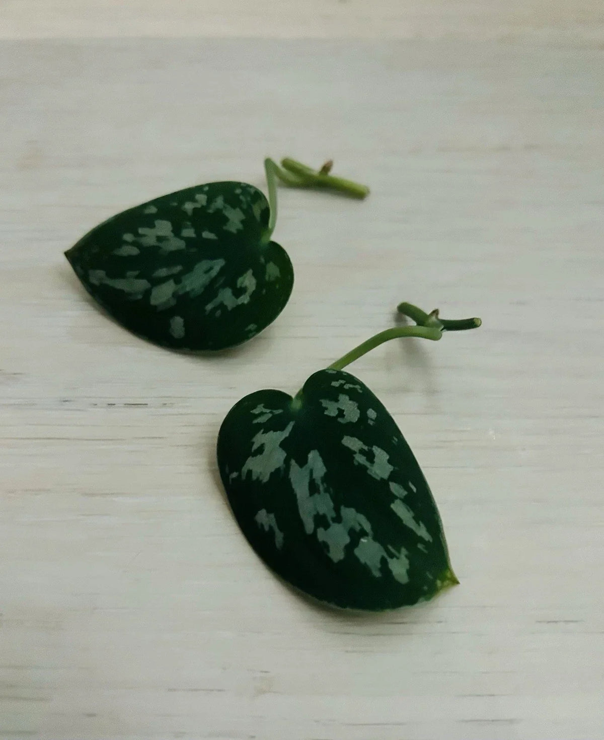 Satin Pothos Cuttings | Rooted Live Plant Nodes | Scindapsus pictus Houseplant for Indoors