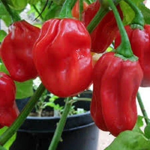 Premium Habanero Hot Red Pepper Seeds - Capsicum chinense, 400,000 Scoville Units, Packaged Seeds for Spicy Garden Growth