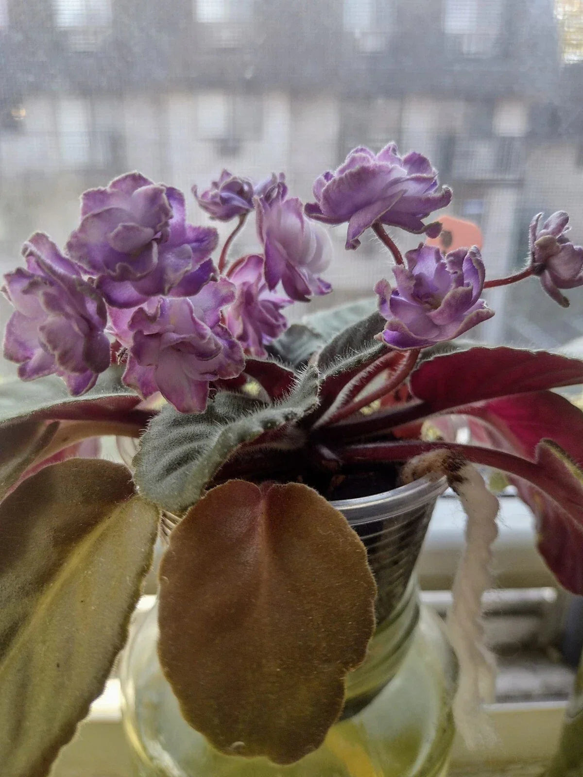 African Violet Cuttings - Optimara Trinidad II - 2 Unrooted Leaves for Propagation - Saintpaulia Ionantha