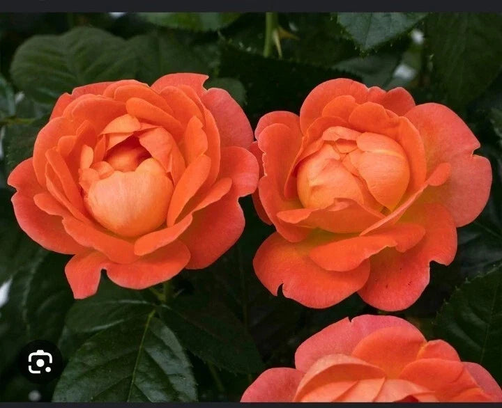Coral Knock Out Rose Starter Plant in 2.5-Inch Pot - Rosa 'Knock Out Coral' - Vibrant, Disease-Resistant Garden Rose