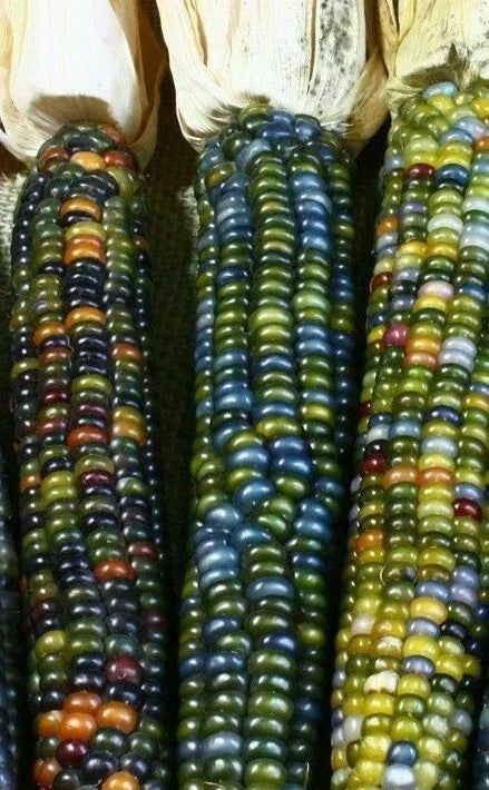 Ornamental Corn Seeds - Greenhorn Variety, Vibrant Foliage, Zea mays subsp. everta, Non-GMO, Full Sun, Container Gardening