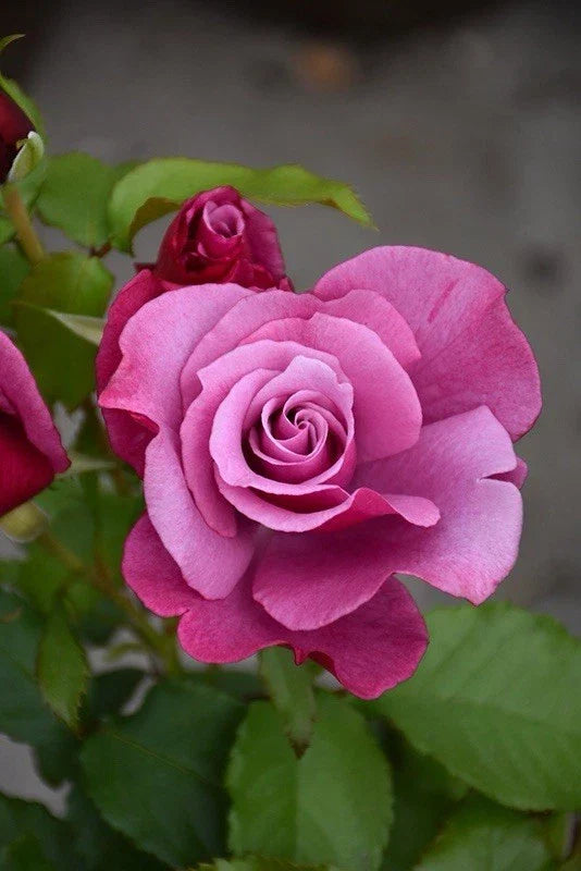 Fragrant Rose Cuttings - Barbra Streisand Variety - Rosa 'Barbra Streisand' - 3 Premium Garden Planting Clippings