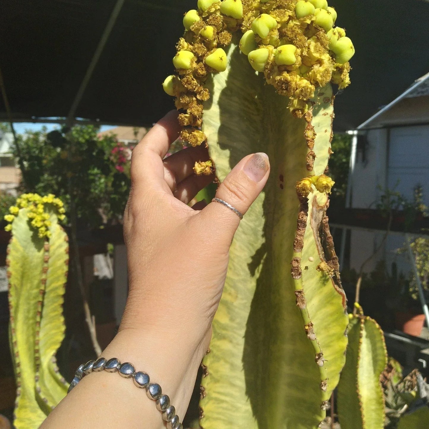 Rare Euphorbia Ammak Cutting – Variegated African Candelabra Propagation Plant, Succulent, Unique Indoor/Outdoor Plant