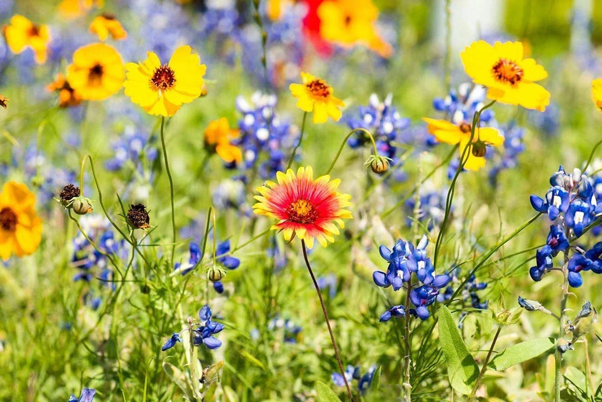 Wild Flower Seeds Packet Kit | Open-Pollinated Bulk Flower Seed Mix | Covers 10 Square Feet