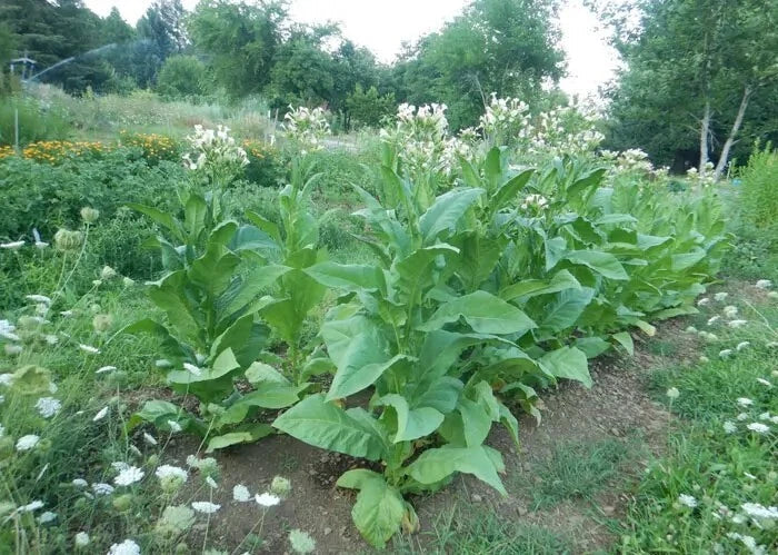 Black Mammoth Tobacco Seeds - 1000+ Heirloom Nicotiana tabacum Seeds for Pipe and Snuff