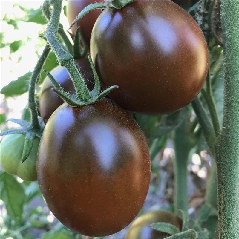 Black Prince Tomato Seeds - Heirloom Organic Non-GMO Solanum lycopersicum for Home Gardening